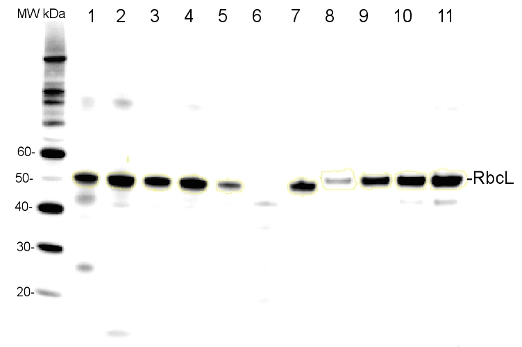 western blot using anti-RbcL antibodies on Prochlorococcus sp. 